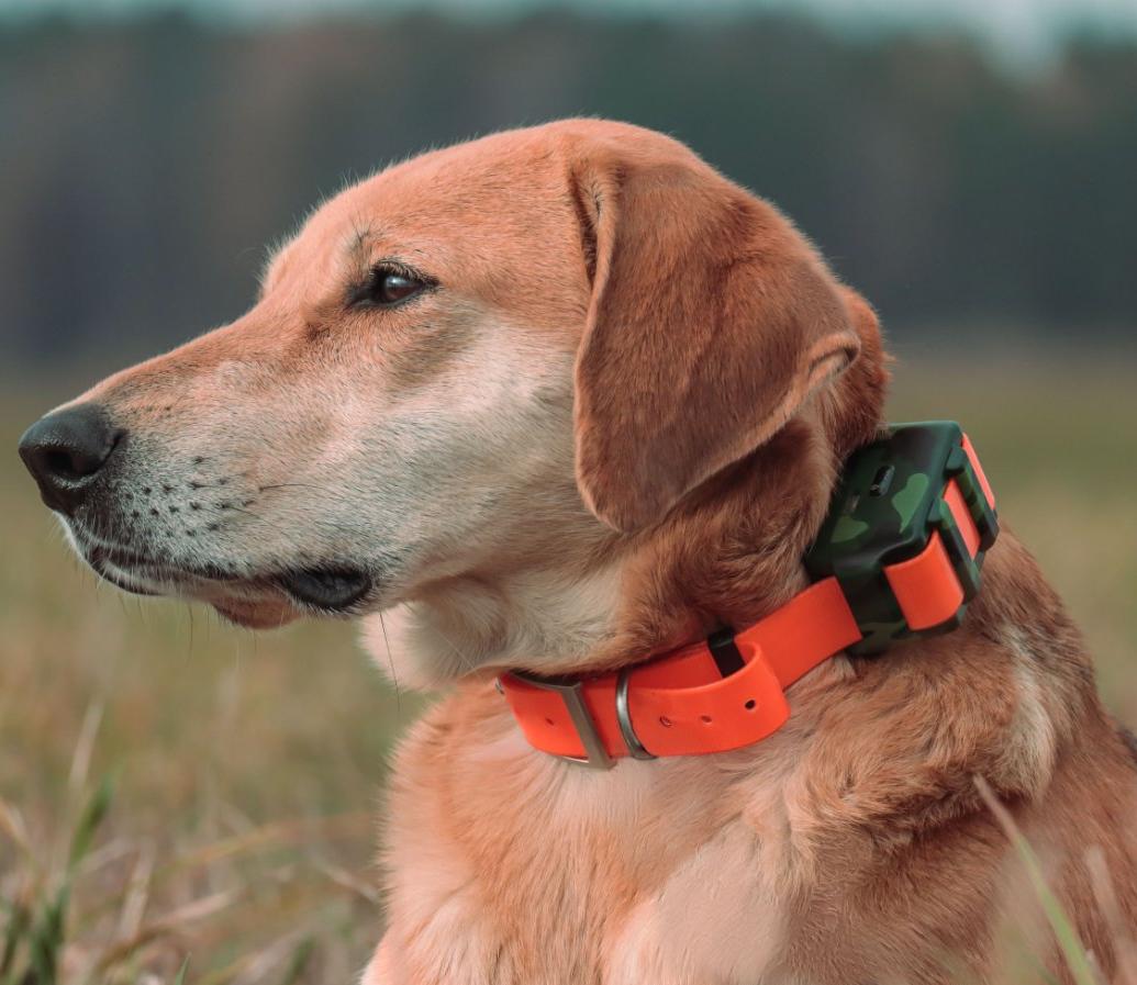 ICAR IK122M 2000mah Dog GPS Co - огляд і ціна Outdoor Hunting Dog Collar